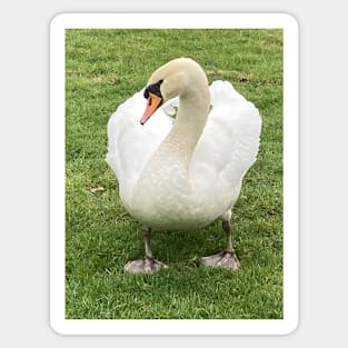 From Ugly Duckling to Beautiful Swan - Royalty in the Village Sticker